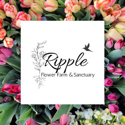 %%Ripple Cut Flower Farm%%, Harrisville, NH; CSA Spring Bouquet Share; Kick off and enjoy the flower bounty of the season with a beautiful & colorful, kraft-wrapped bouquet of our first blooms of the 2025 flower season. This CSA share is for a 5-week period starting mid-April through mid-May. Each bouquet will contain straight bouquets or mixtures of the first blooming narcissus, specialty tulips, anemones or ranunculus, all of which are grown here on our no-till farm. Bouquet pick-up is on the farm. https://www.ripplecutflowerfarm.com/