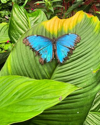%%The Butterfly Place%%, Westford, MA; Gift Certificate Toward Admissions and/or Merchandise; No expiration date; See New England butterflies and tropical species from all over the world. Observe butterflies sipping from flowers, basking in the sunshine, and flying freely in a natural habitat. See eggs, caterpillars, and other interesting creatures up close. https://butterflyplace-ma.com/