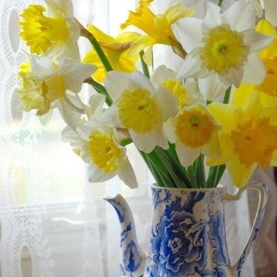 %%Daffodils Flowers and Gifts%%, Jaffrey, NH; Gift Certificate for In-Store Use; Daffodils has been an established florist and gift shop since 2001 and is a full-service florist with qualified personnel; Flowers have been hand-picked at market for the best quality and price. www.daffodilsflowers.com