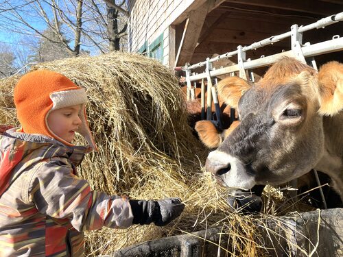 %%Farwell Farm (2)%%, Harrisville, NH; Gift Certificate; Farwell Farm is a three generation, small local family farm specializing in grass-fed beef, pastured pork, pastured chicken, eggs, and dairy products, including raw milk. When you visit the farm store in the barn, you're sure to also meet some of the friendly cows and other animals (located at 97 MacVeigh Road Harrisville, NH).